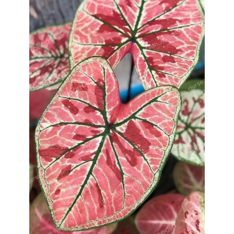 Caladium Hybrid Thailand PINK GUAVA