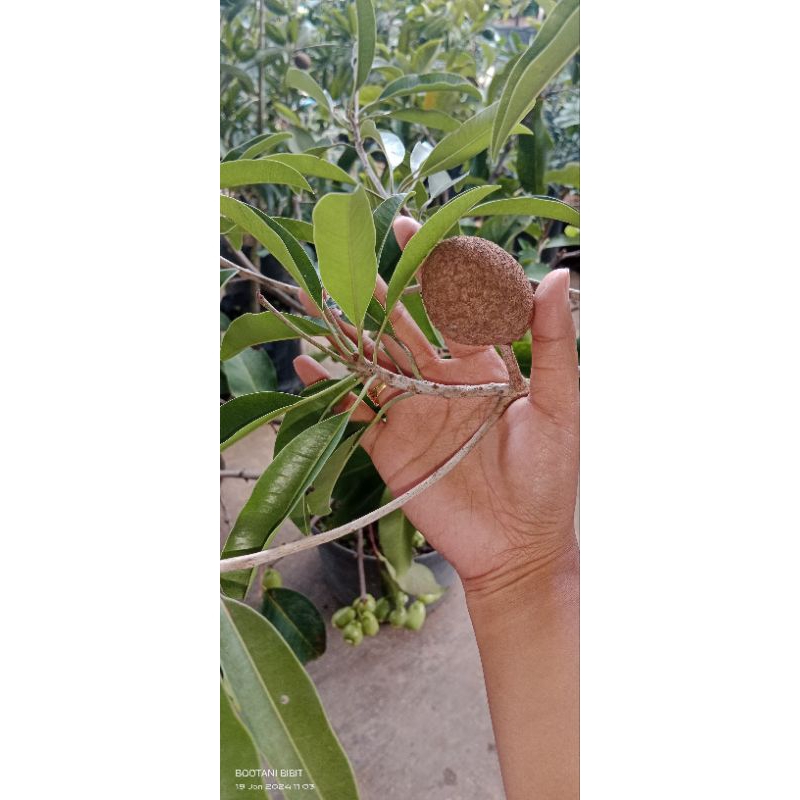 Sawo JUMBO cm19 berbuah