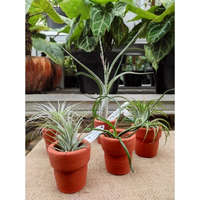 Pot Tanah Liat Knit Kecil D5T5 / Pot Terakota / Pot Tanaman