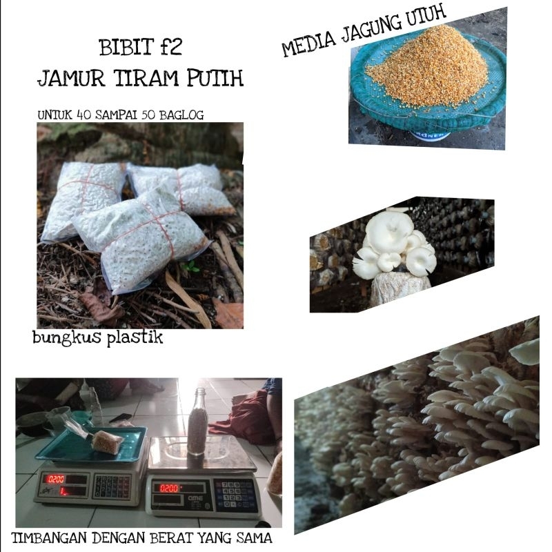 

BibitJamurTiram F0/F1/F2