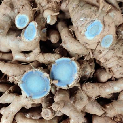 kunyit hitam (Curcuma caesia) kemasan 500gram