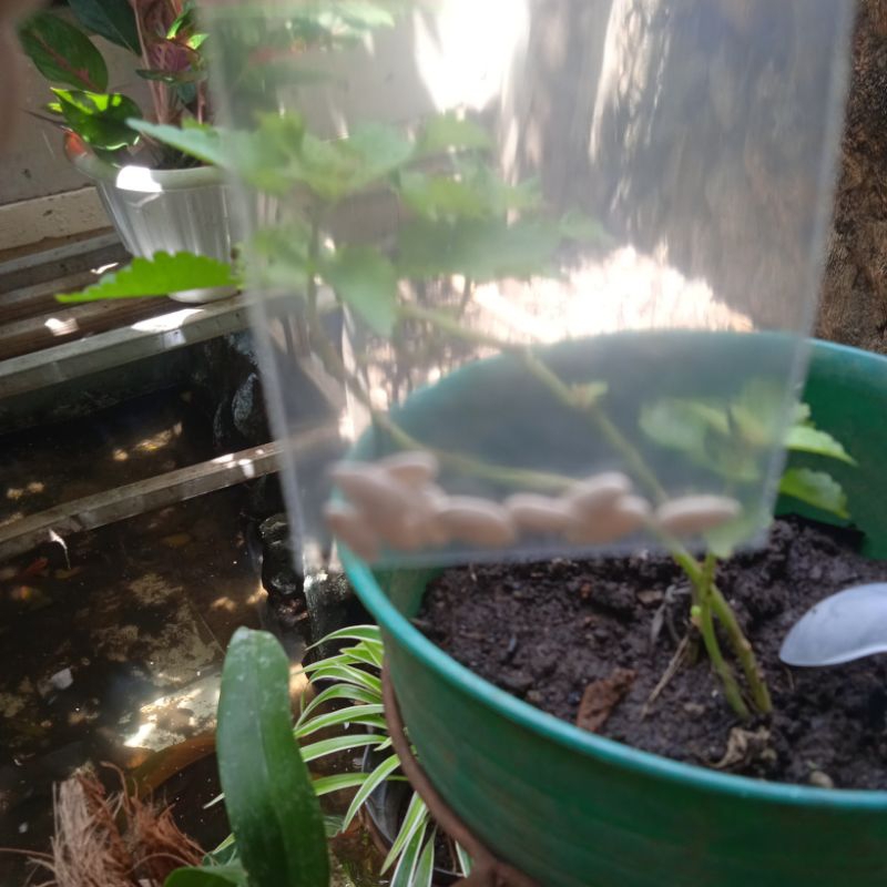 bibit melon madu manis asli sehat