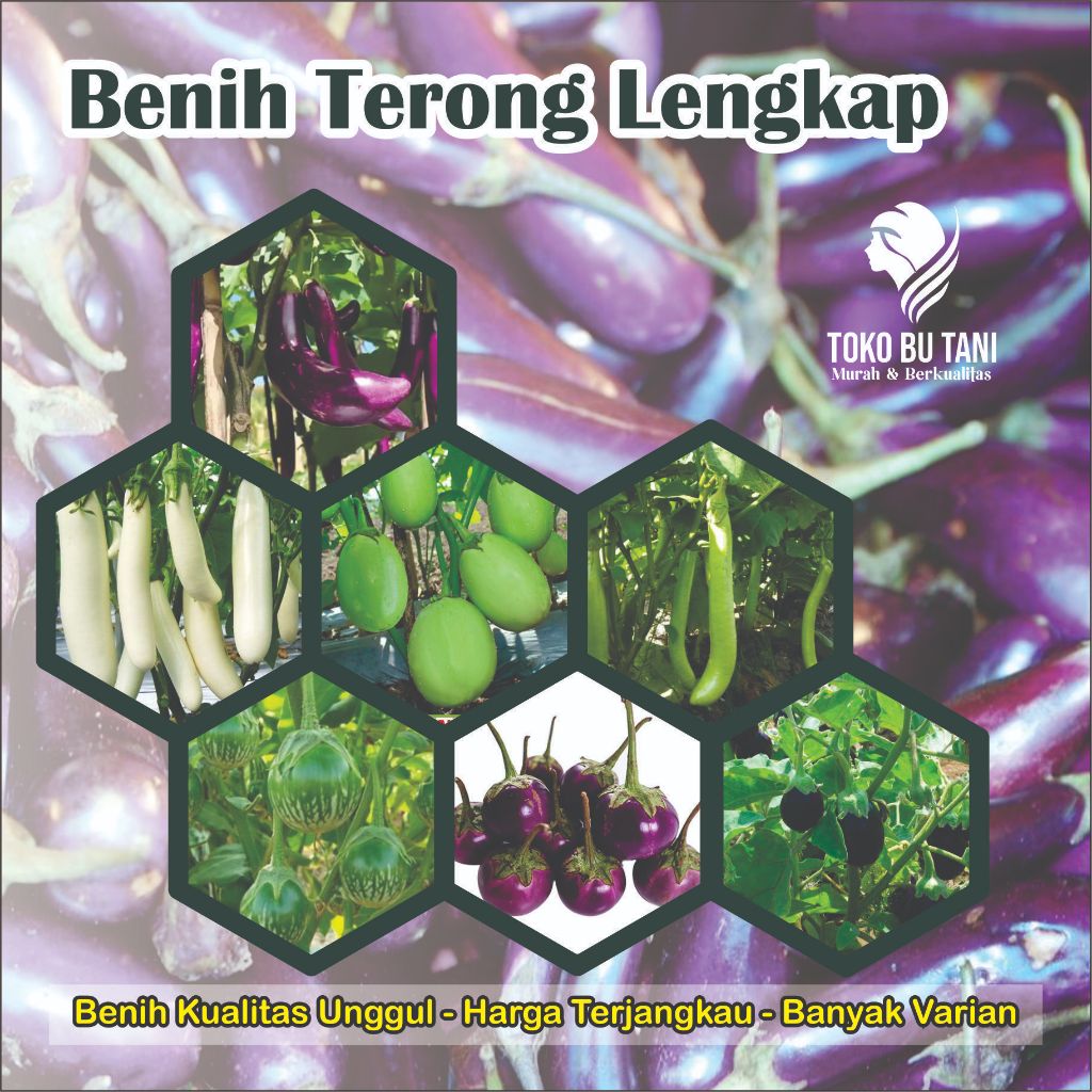 BTN Benih Terong Bibit Terong Bibit Sayur Terong Benih sayur Terong Benih Bibit Sayur-sayuran