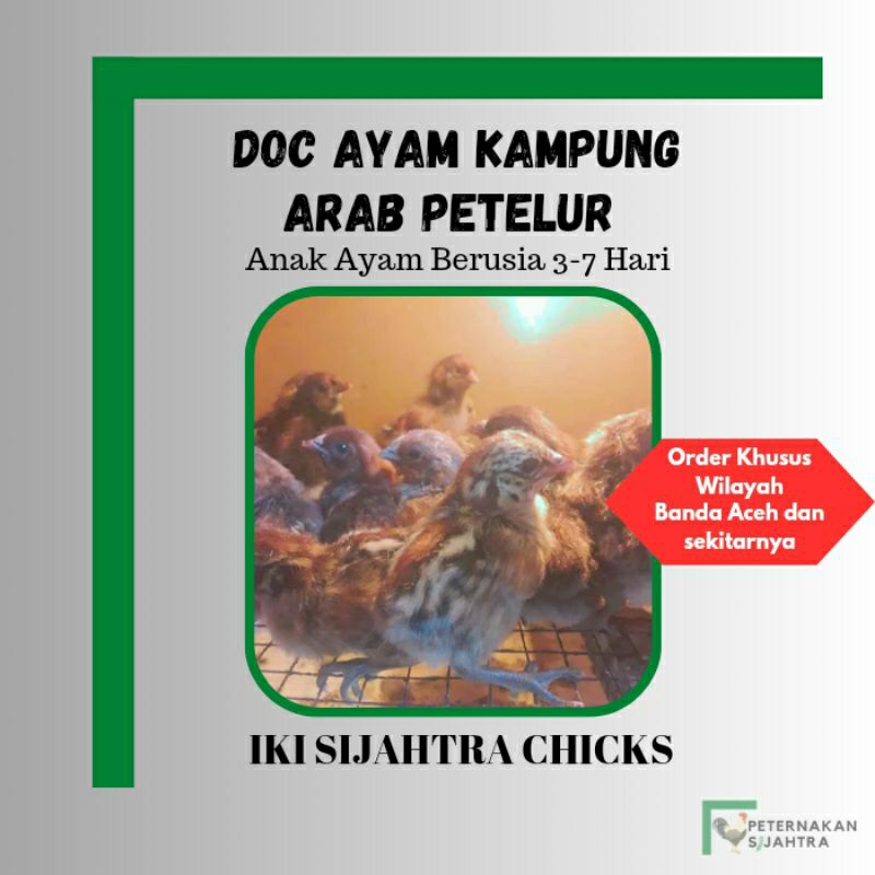 Bibit Ayam Kampung Arab Petelur
