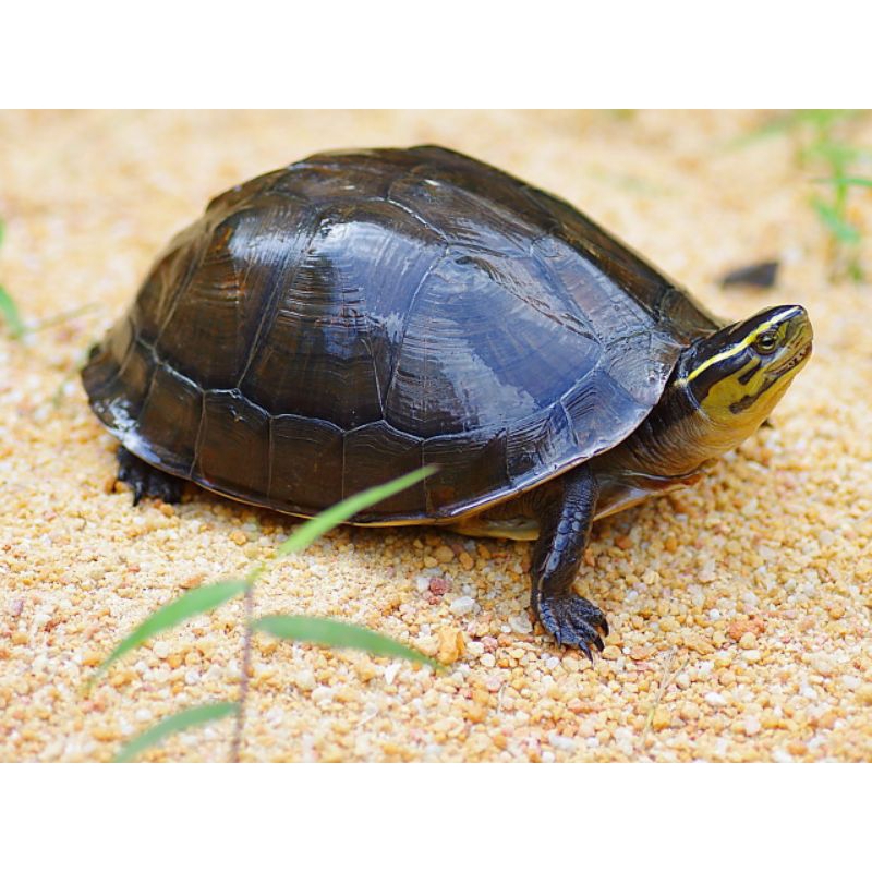 BONEKA KURA KURA AMBON