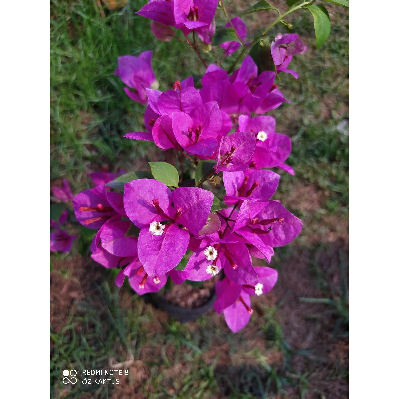 Bougenville Vietnam Splash