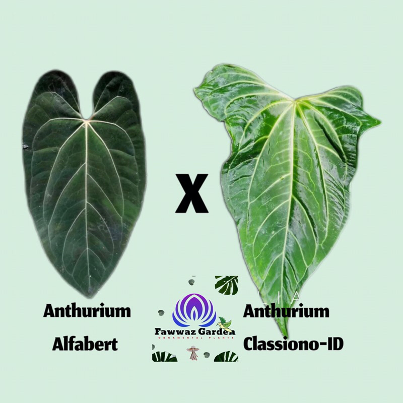 Anthurium POSEIDON[Ant.Alfabert X Ant.Classiono-ID]