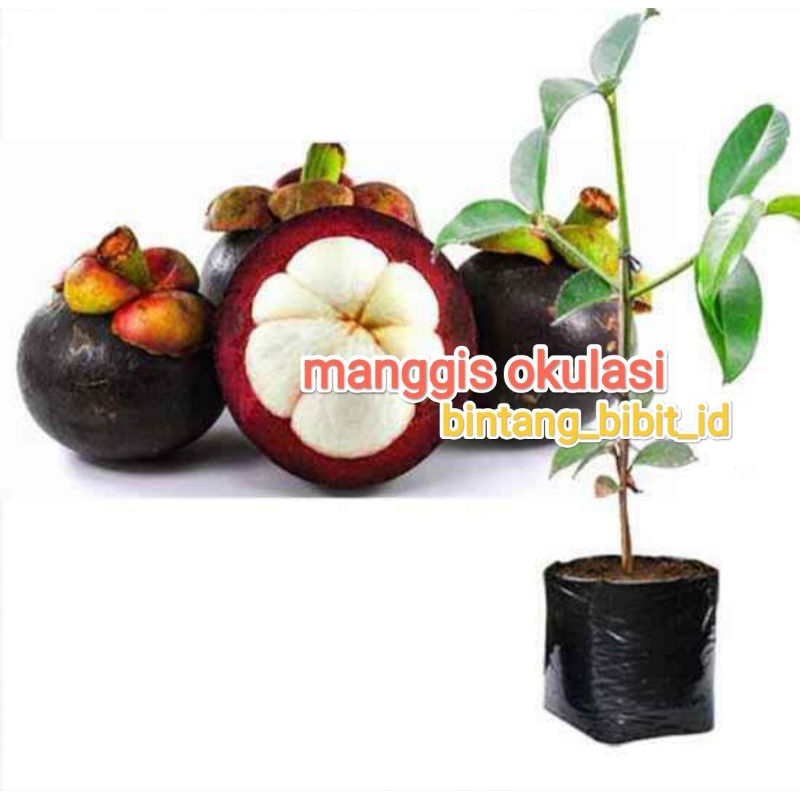 bibit manggis okulasi
