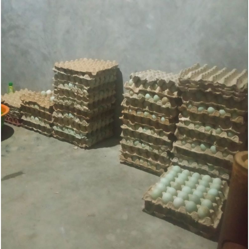 

telor bebek fresh dari kandang