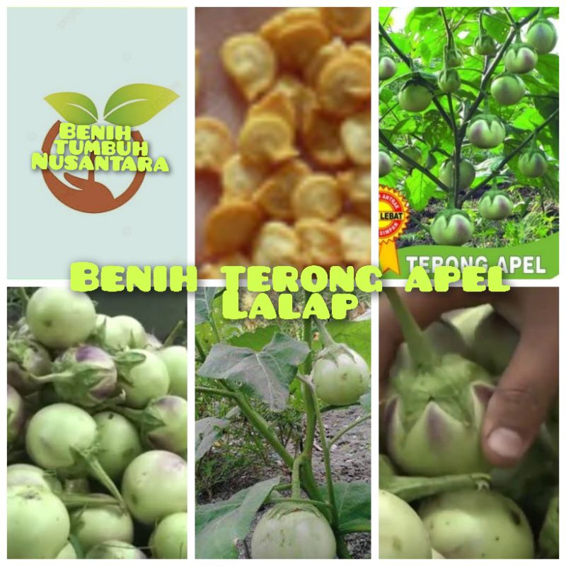 150 butir biji benih terong apel lalap