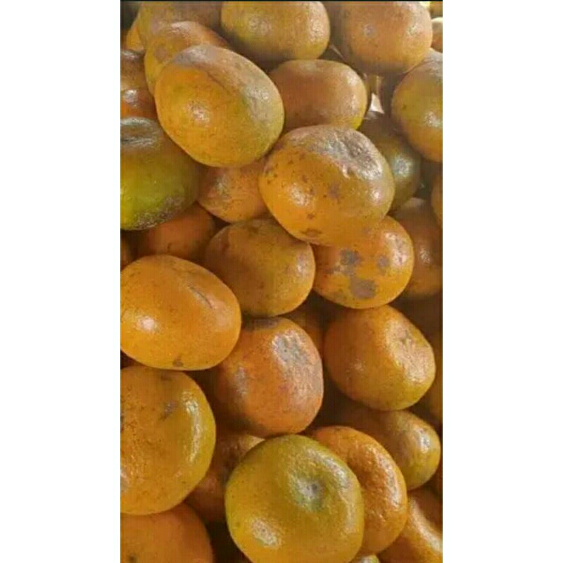 

buah jeruk medas manis dan sgar