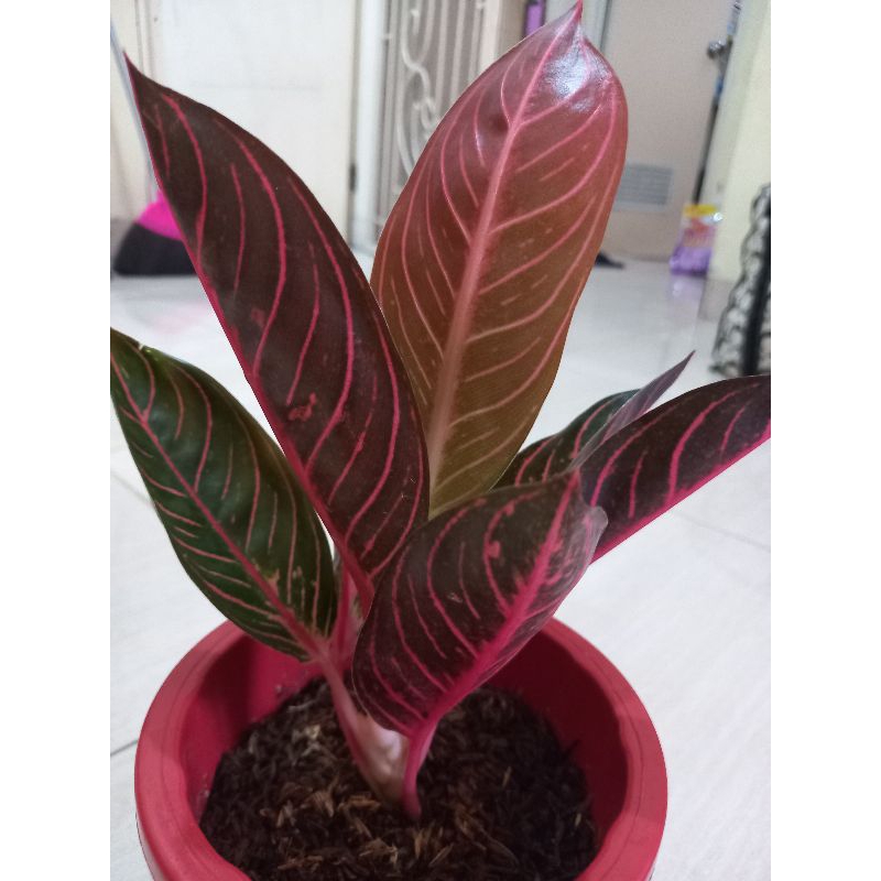 aglonema pride of sumatra / red sumatra jumbo 8 daun dewasa