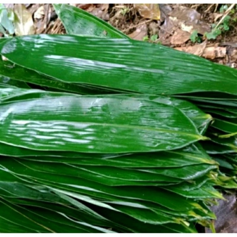 

DAUN bambu untuk bungkus BACANG 40 lembar