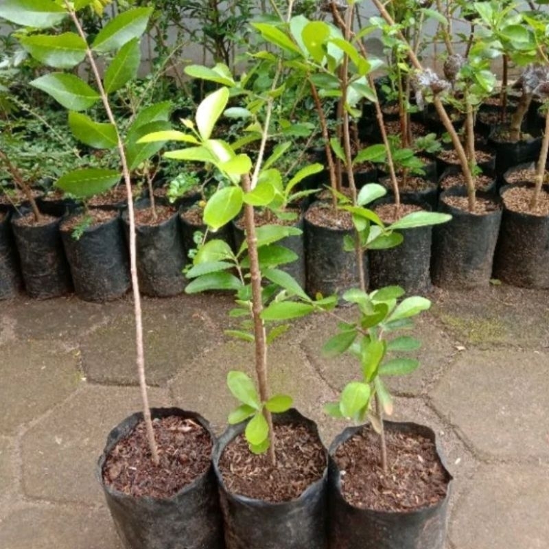 Sianci Buah Barbados