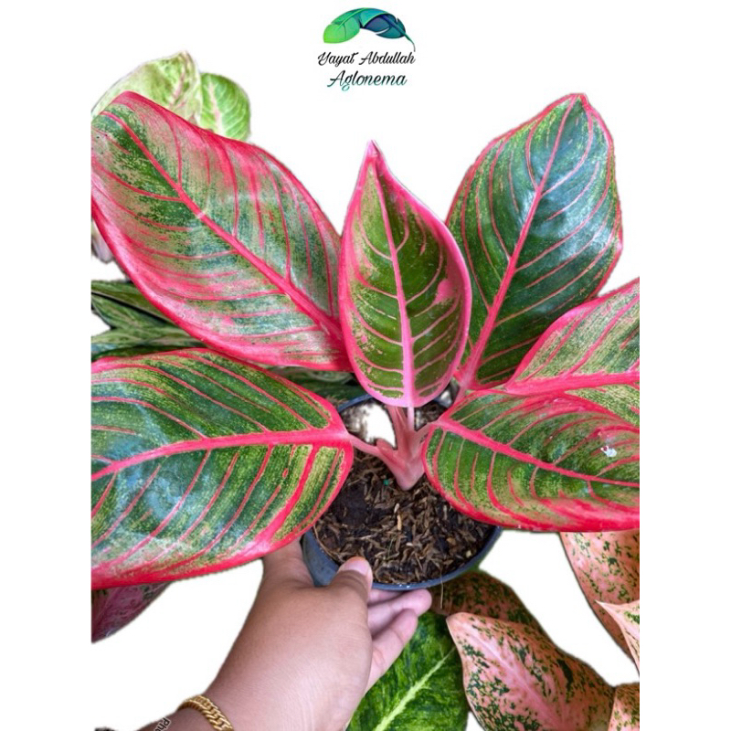 Aglonema Kanza Dewasa