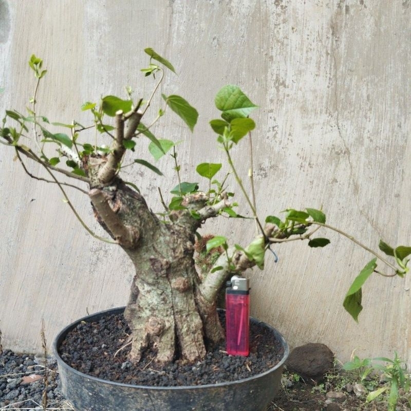 bonsai waru