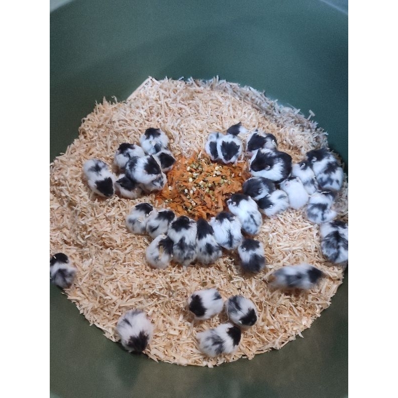 hamster cambel panda