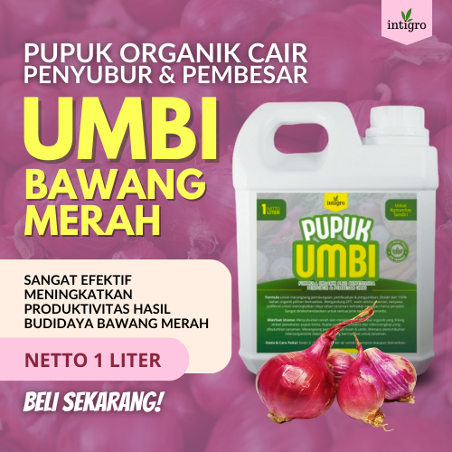 Pupuk Bawang Merah yang Bagus / Pupuk Bawang Merah Pembesar Umbi / Pupuk Pembesar Umbi Bawang Merah 