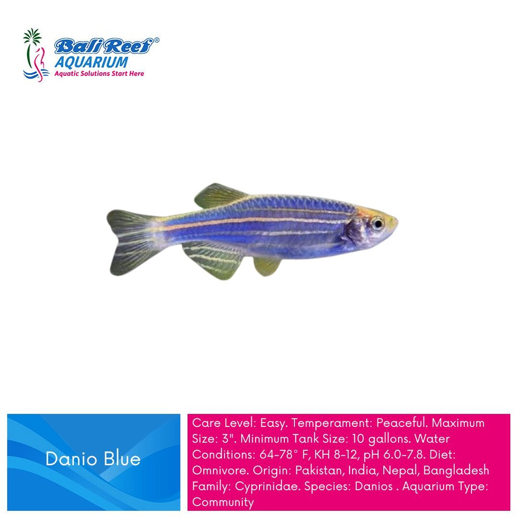 Ikan Hias Aquascape Zebra Danio Blue