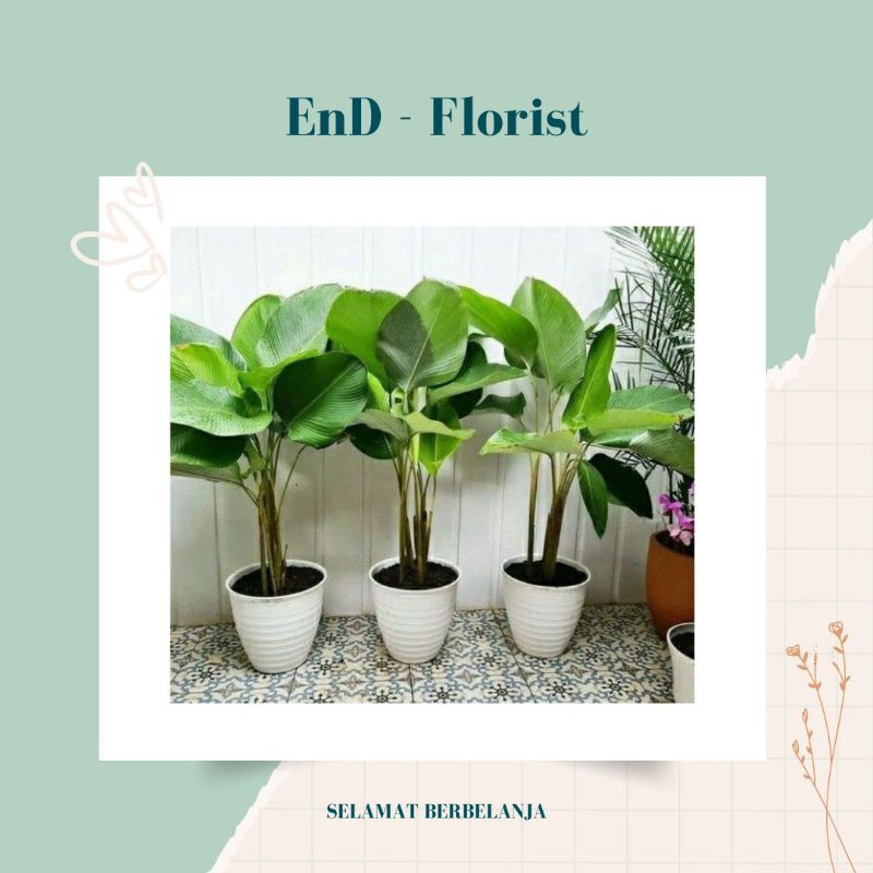 Tanaman Hias Calathea - Pisang Lutea - kipas - Pohon Hias Hidup