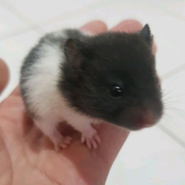 hamster syrian panda