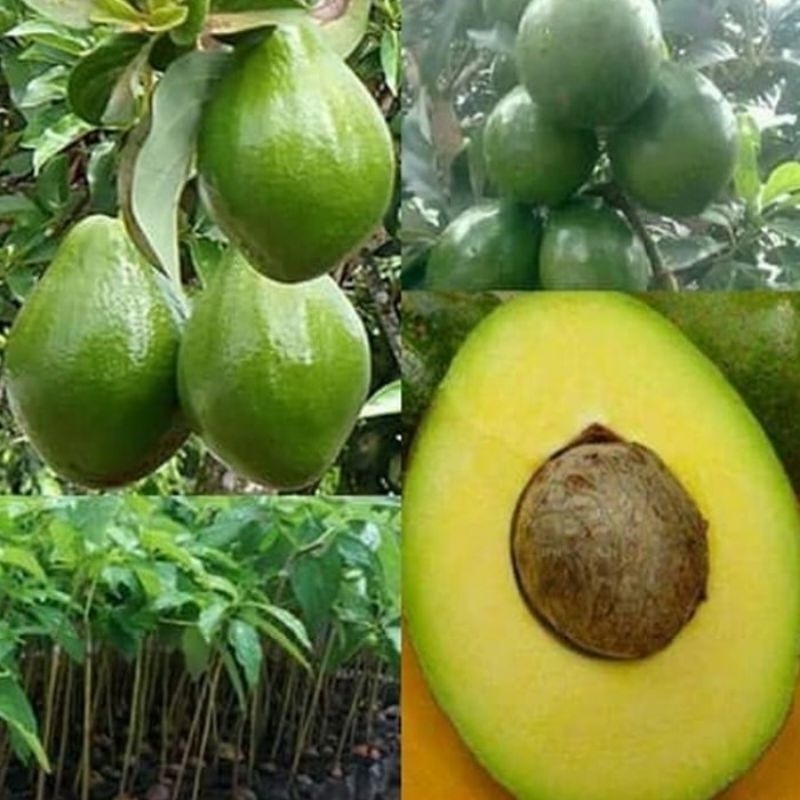 bibit alpukat miki 1 meter