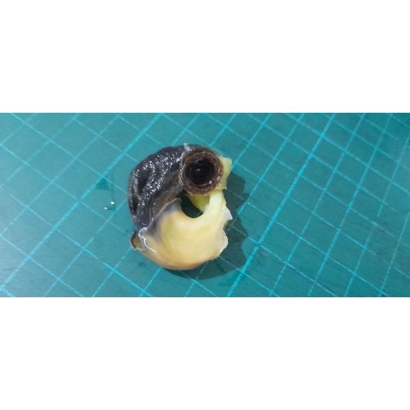 

daging keong until premium 500gr