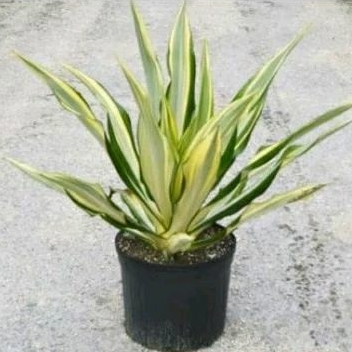 Tanaman Hias Agave Varigata, Tanaman Hias Agave Putih Gigantea Tinggi 40-50cm