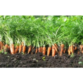 Benih Sayuran Wortel Benih Bibit Sayur Wortel