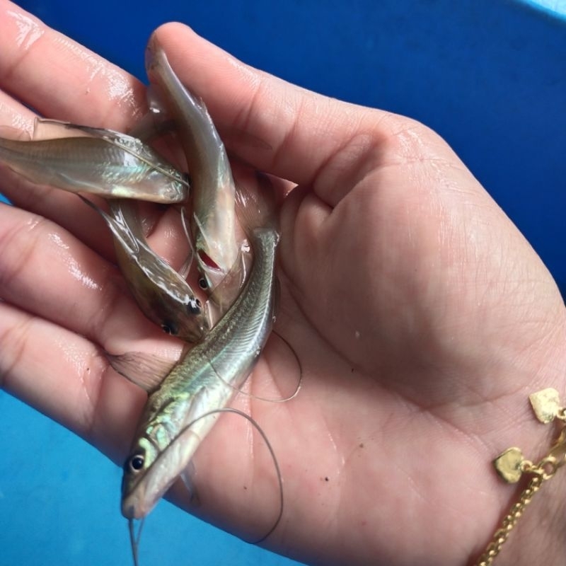 BIBIT IKAN BAUNG / catfish ikan keting sehat berkwalitas