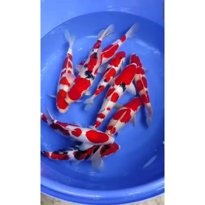 Hiasan kolam K0i Sanke kohaku