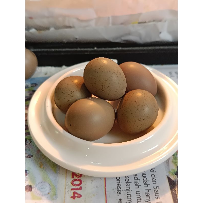 Telur Burung Puyuh Batu/ Puyuh Hias untuk Ditetaskan