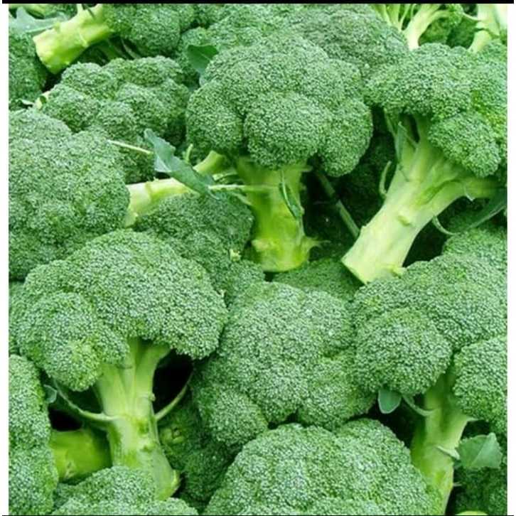 

Pupuk organik penyubur brokoli cepat berbuah hasil berkualitas booster perangsang tanaman brokoli cepat tumbuh subur