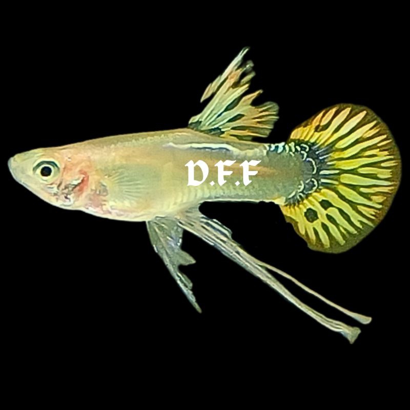 

kardus packing-phonix ribon & non ribon