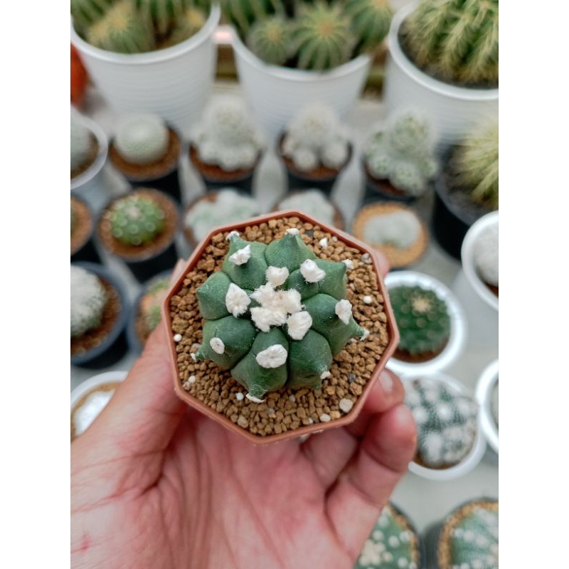 Astro kikko tanduk x ooibo