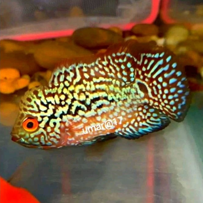 smile69 burayak kamfa f2 spr vvip thailand