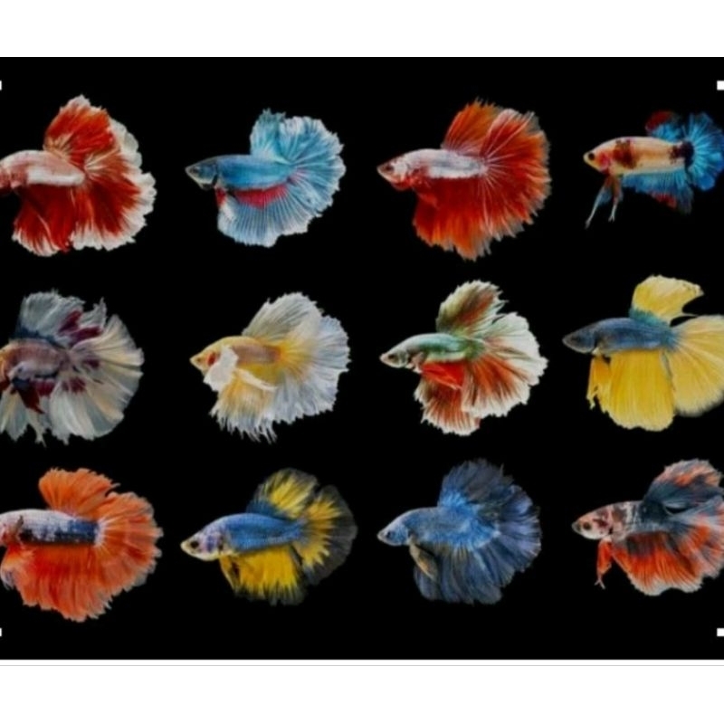 Ikan cupang halfmoon aneka warna