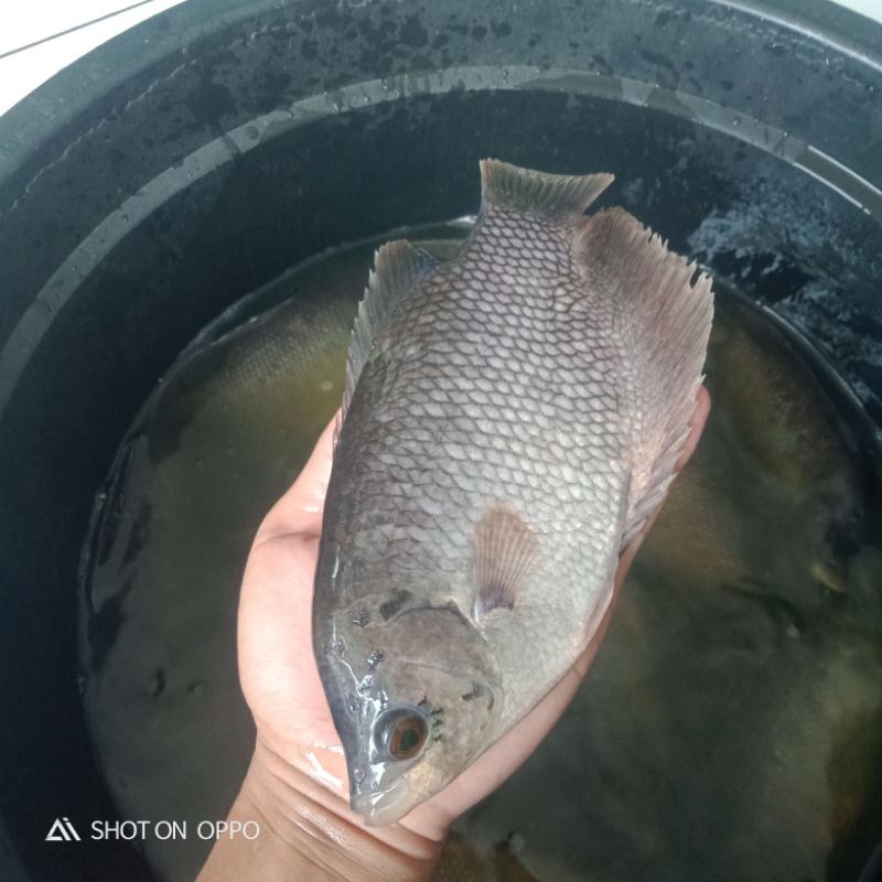 Bibit Ikan Gurame Soang Size Ndampal 5 Jarian Calon Indukan