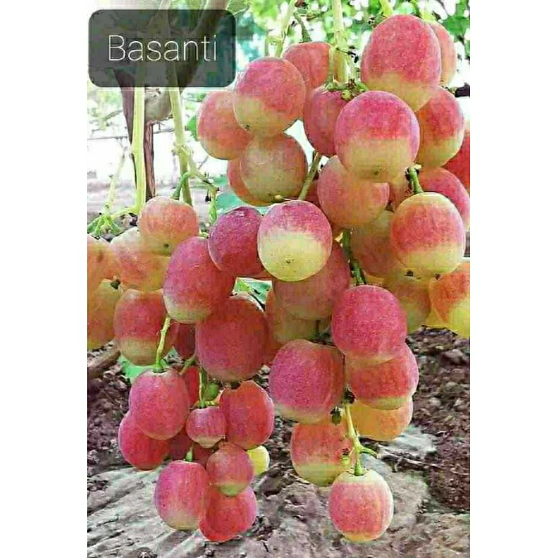3 bibit anggur impor