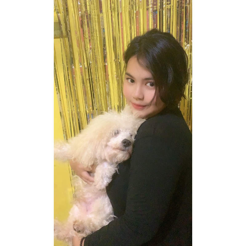 Anjing poodle toy