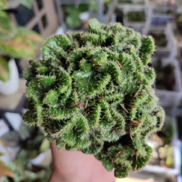 Kaktus Ownroot SUPER JUMBO / Kaktus Hias Opuntia Cylindrica Cristata / Kaktus Babat / Otak