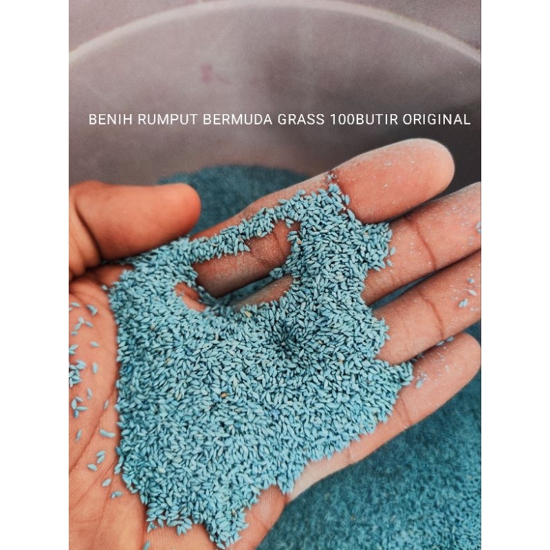 PROMO Benih rumput bermuda 100 butir / GRASS SEED BERMUDA GRASS / 100BUTIR BERMUDA GRASS