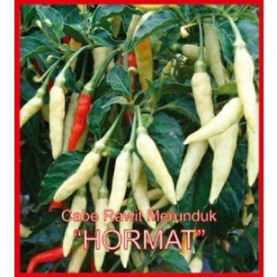 25 biji benih cabe rawit putih merunduk