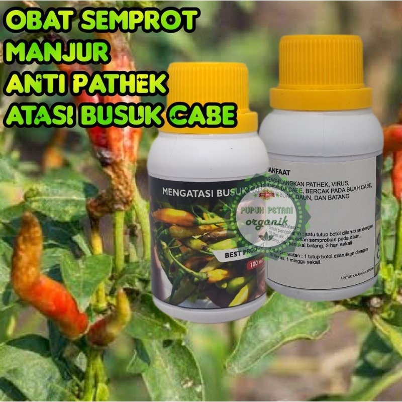 Pupuk Anti Pathek Cabe Obat Semprot Ampuh Atasi Hama Pathek Pada Tanaman Cabe