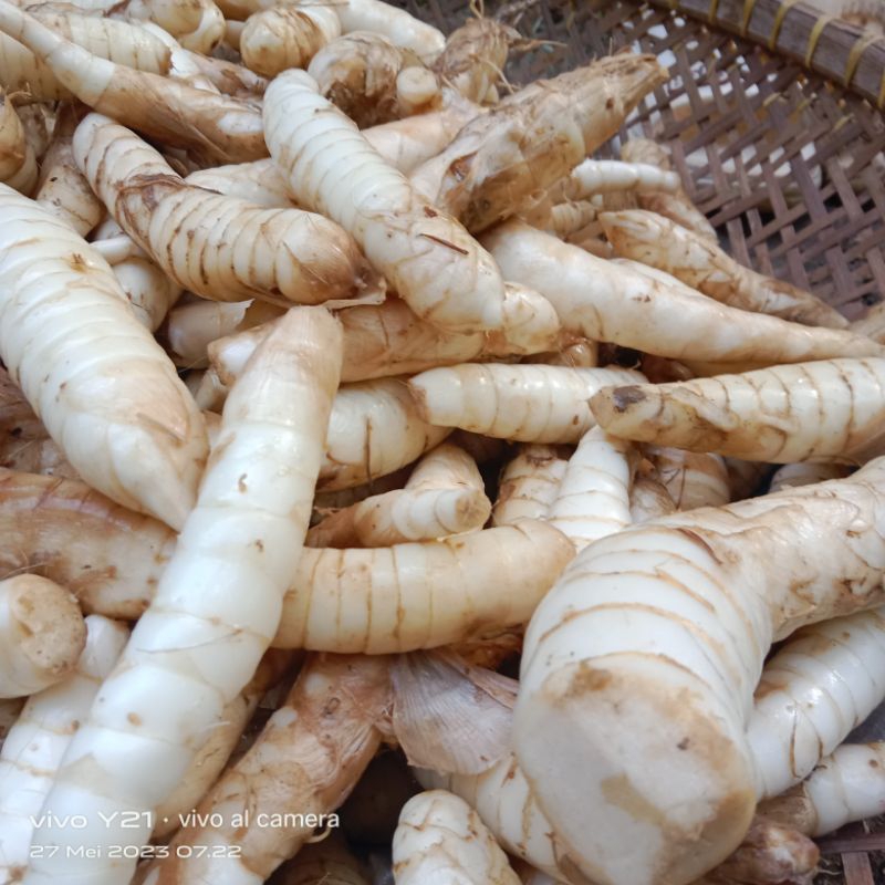 

umbi garut /tarigu segar kemasan 500 gram (bersih)