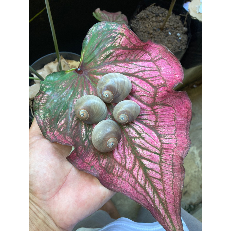 Cangkang Keong Laut (50gr)