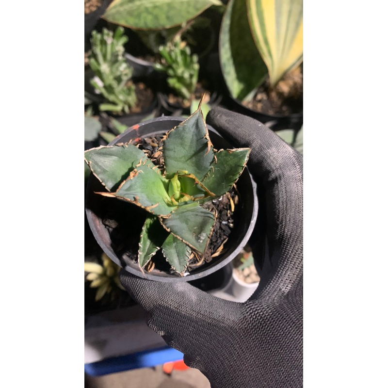 agave titanota fo 76