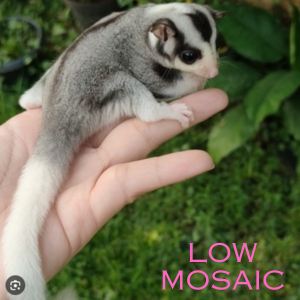 (Kurir Instant) Sugar Glider Platinum Mosaic Joey / SG PLATMOS Baby Jinak