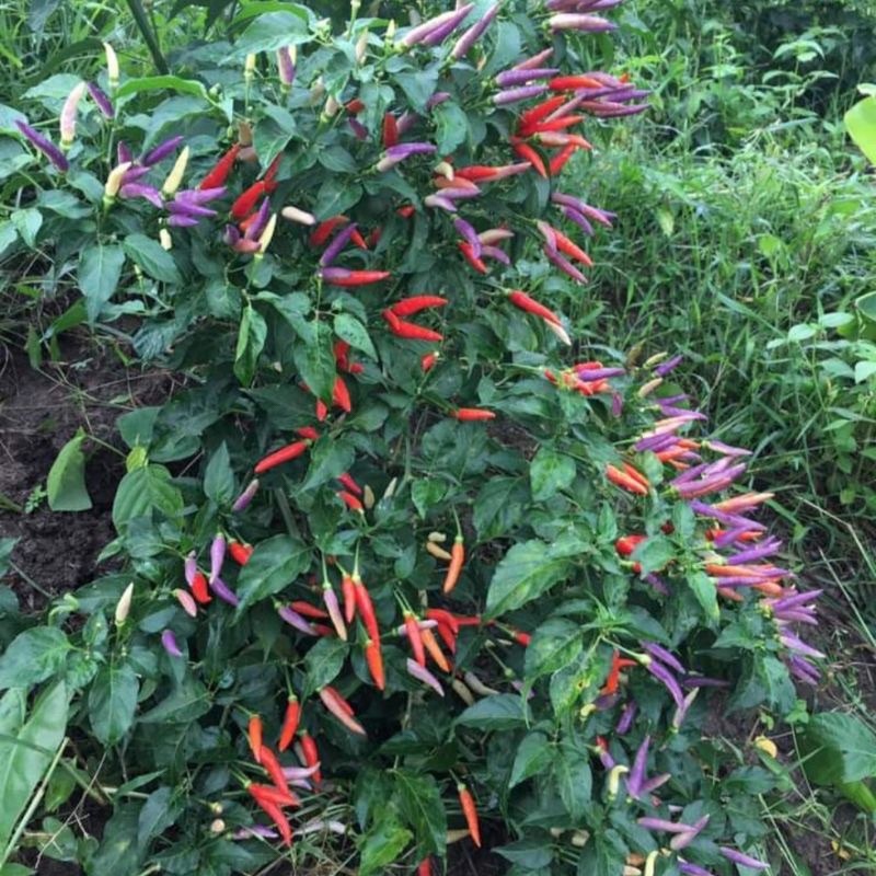 ID 10 BENIH CABE SOLO DUA CABAI VARIETAS UNGU LOKAL CJS 2 SUPER SIDRAP