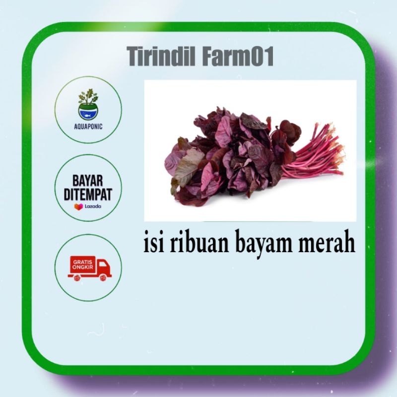 isi ribuan bayam merah unggul, benih bayam merah cabut / benih sayuran